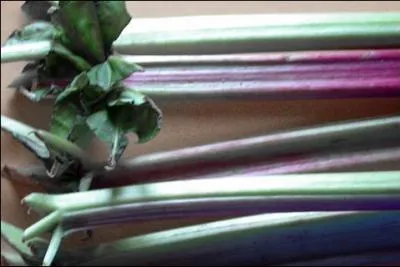 On n'en consomme que les pétioles ... appartenant à la famille des ----.