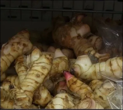Pour parfumer les soupes, les potages, les plats de poissons, vous utiliserez ces racines au goût très subtil de cannelle, rose et camphre.