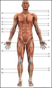 Le mot  couturier  est l'ancienne appellation d'un de nos muscles. Dans quelle partie du corps le trouve-t-on ?