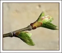 Des laboratoires de phytothrapie ont prouv scientifiquement que le bourgeon de chtaigner tait indiqu dans ...