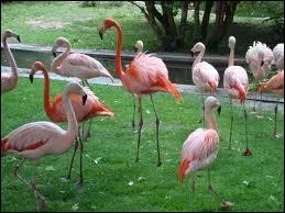 Certains flamants roses sont des oiseaux migrateurs.