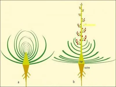 Voil l'tape de dveloppement de l'(... )  droite.