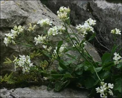 Moi, je porte le nom de  chou brassica insularis Moris . Cherchez-moi sur l'le de Beaut.