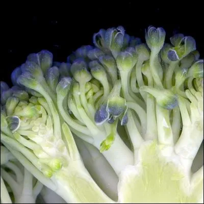 Je vous assure que je ne suis pas le dtail d'une peinture. Que sommes-nous ?