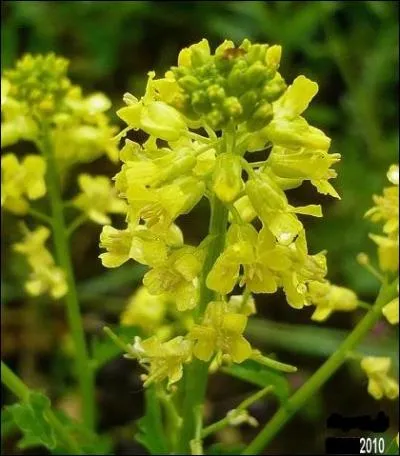Fleur de crucifre ? Oui, mais fleur de :