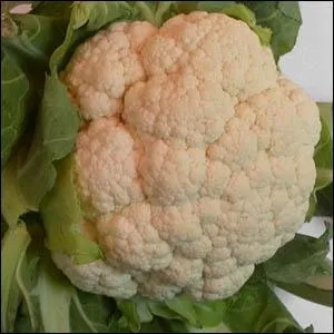 On dit que mon tissu biologique est hypertrophi !