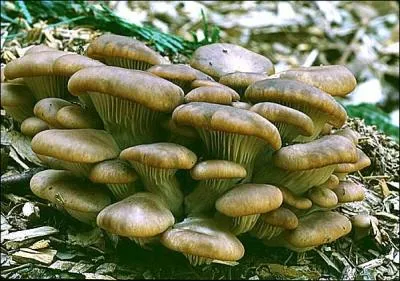 Comment se traduit le  pleurote  en anglais ?