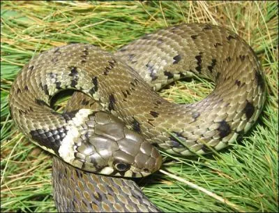 Comment se traduit la  couleuvre  en anglais ?