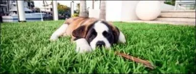 Qui a trouv ce chien ?