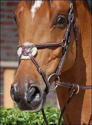 Quel est le type de muserolle ?