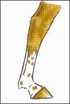 Comment s'appelle cette marque blanche sur le membre ?