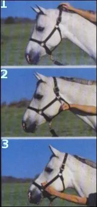 Quel licol est  la bonne taille ?