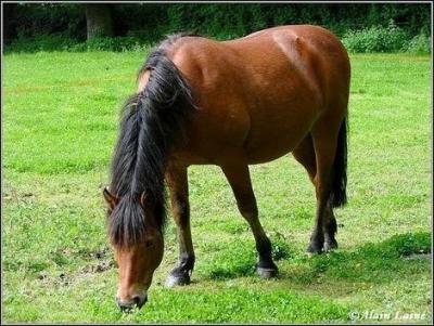 Combien de temps passe le cheval à manger au pré ?