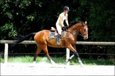 Au galop en équilibre, quelle position dois-tu avoir ?