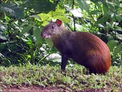 Petit rongeur diurne d'Amrique latine !