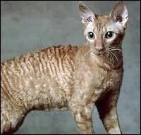 Chez le  Rex Devon  ou le  Rex Cornish  , la mutation gntique a donn un rsultat surprenant, lequel ?