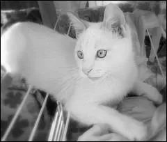 Les chats entirement blancs naissent souvent avec :