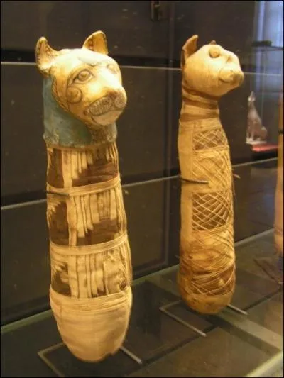 Au XXme sicle, fut dcouvert  Beni Hassan un cimetire de chats. Combien en compta-t-on environ ?