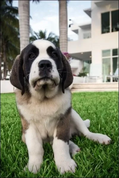 Qui a trouv Angel dans les poubelles ?