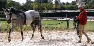 L'homme dirige ce cheval avec :