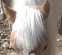 Quel est le nom de cette partie de la crinire ?