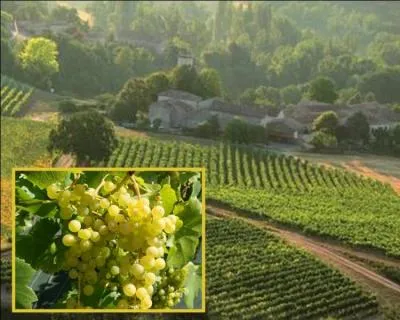 Quelle commune du Bas Quercy produit un excellent raisin de table : le chasselas ?