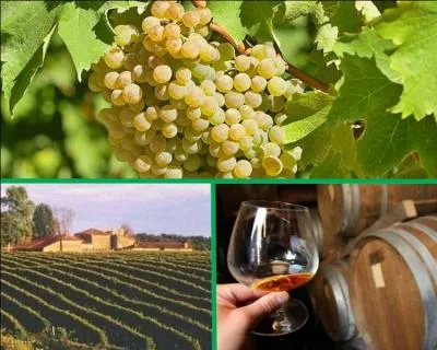 Lequel de ces cpages n'est pas utilis pour l'laboration de l'armagnac ?