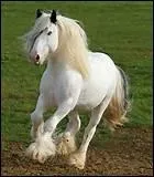 Sur Equideow, combien de robe (s) ont les Frisons ?