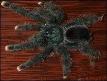 Cette mygale est dite inoffensive et se reconnat  l'extrmit orange de ses pattes. Quel est le surnom de cette araigne ?