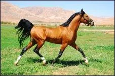 A quelle allure correspond cette photo ?