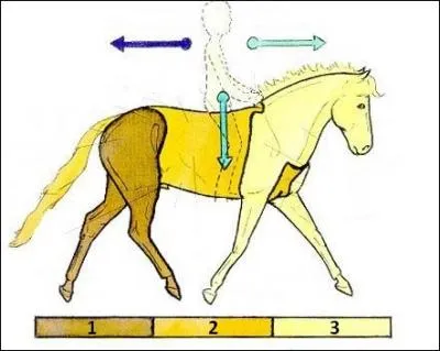 Nommez les parties du corps du cheval dans l'ordre, 1 / 2 / 3 !