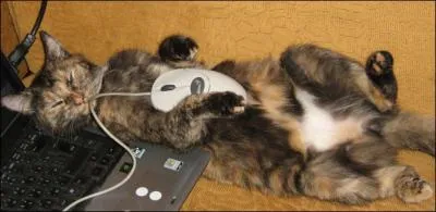 Dans quel pays pouvait-on lire ce quotidien socialiste, La Sentinelle, disparu en 1971 ?