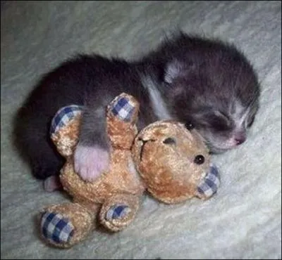 Qui a crit ce sonnet en alexandrins, Le Dormeur du val ?