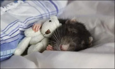 Dans  Le songe d'une nuit d't , de William Shakespeare, qui Hermia veut-elle pouser ?