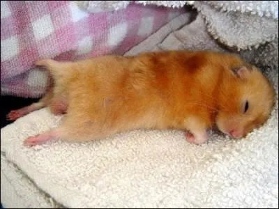 Je ne vous citerai que cette phrase : I have a dream !