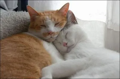 Proverbe anonyme mais nanmoins connu, avec lequel je suis entirement d'accord : Au lieu de rver ta vie, ...