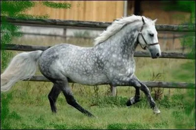 Quelle est la couleur principale de cet animal ?