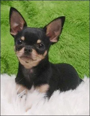 Quelle est la couleur principale de cet animal ?