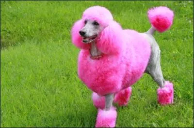 Quelle est la couleur principale de cet animal ?