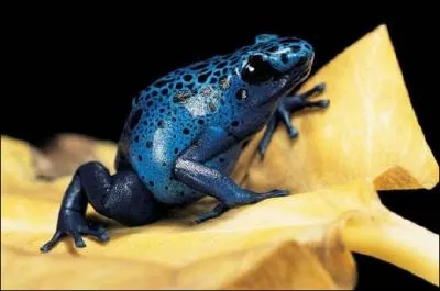 Quelle est la couleur principale de cet animal ?