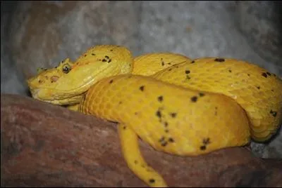 Quelle est la couleur principale de cet animal ?