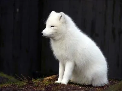 Quelle est la couleur principale de cet animal ?