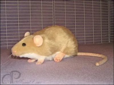 Quelle est la couleur principale de cet animal ?