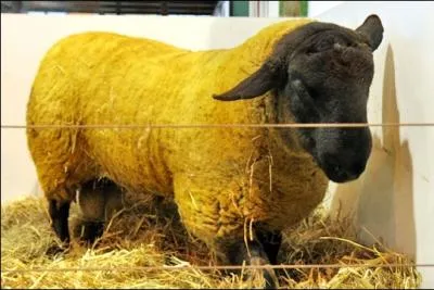 Quelle est la couleur principale de cet animal ?