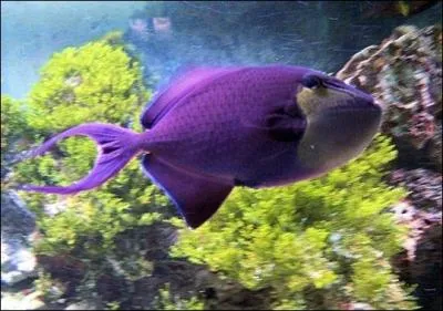 Quelle est la couleur principale de cet animal ?