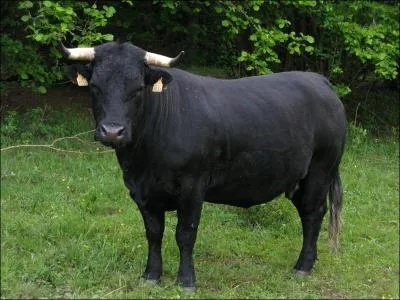 Quelle est la couleur principale de cet animal ?