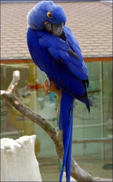 Quelle est la couleur principale de cet animal ?