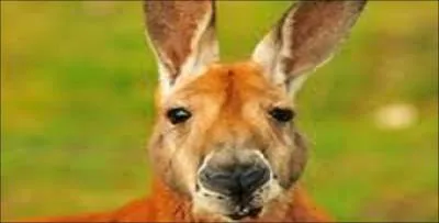 Comment dit-on kangourou en anglais ?