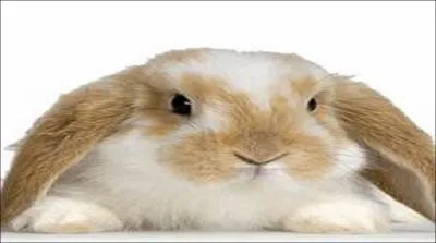 Comment exprime-t-on le mot lapin en anglais ?