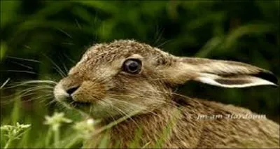 Sauriez-vous traduire livre en anglais ?